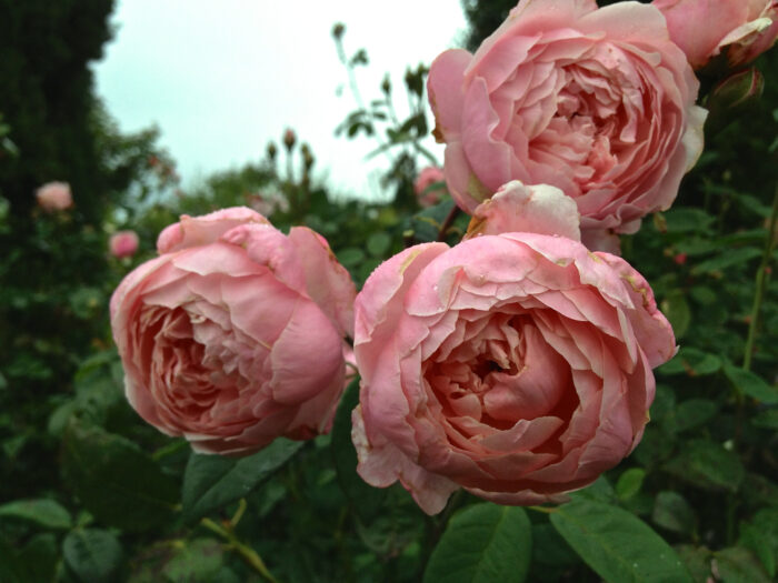 Trandafir The Alnwick Rose (Ausgrab)