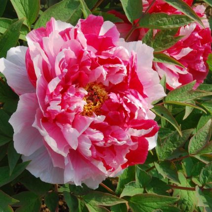 paeonia suffruticosa dao jin