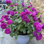 Trandafir Ebb Tide®Purple Eden