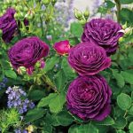 Trandafir Ebb Tide®Purple Eden - imagine 3