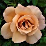 Trandafir Julia's Rose -livrarea din octombrie-noiembrie - imagine 3
