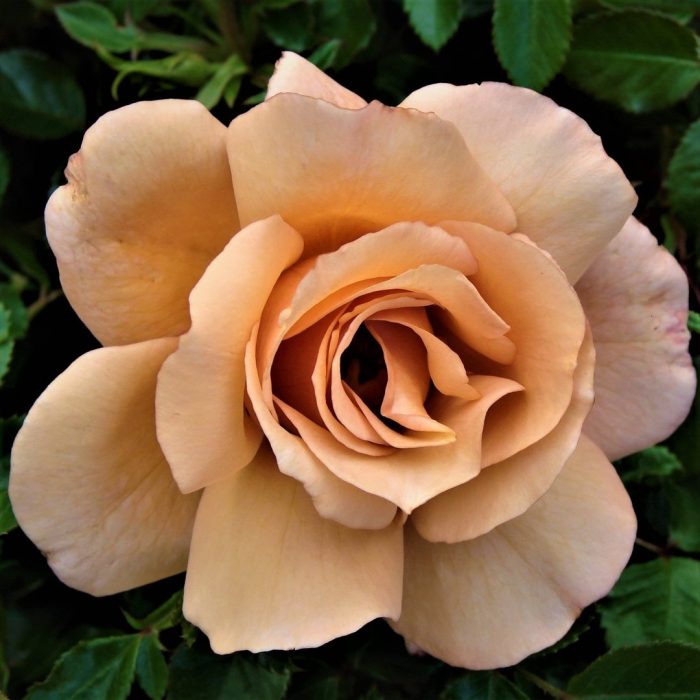 Trandafir Julia's Rose -livrarea din octombrie-noiembrie - imagine 3