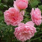 Trandafir Anne Boleyn (Ausecret)  -livrarea din Octombrie-Noiembrie - imagine 2