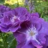 Trandafir Rhapsody in Blue