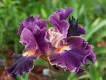 Iris  Fancy Woman -livrarea din 20 august - imagine 2