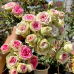 Trandafir Mini Eden Rose