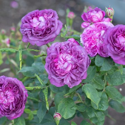 Trandafir catarator Reine des Violettes
