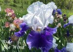 Iris  Ride the Wind -livrarea din 20 august