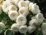 Trandafir  Artemis-livrarea din octombrie-noiembrie