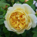 Trandafir Charles Darwin (Auspeet)