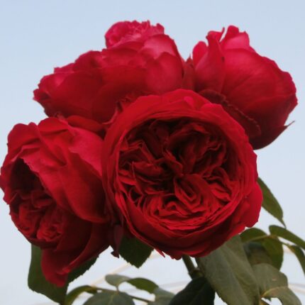 Trandafir Red Edenrose