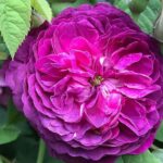 Trandafir Reine des Violettes