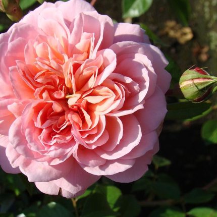 Trandafir Anne Boleyn (Ausecret)