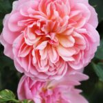 Trandafir Anne Boleyn (Ausecret)