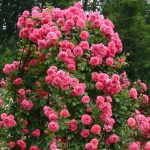 Trandafir Rosarium Uetersen - imagine 2