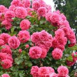 Trandafir Rosarium Uetersen