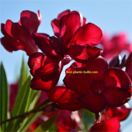 Leandru nr 2-Basronyos Mely Bordo