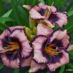 Hemerocallis Adamas