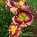 Hemerocallis Big City Eyes