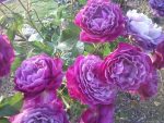 Trandafir Blue Eden