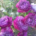 Trandafir Blue Eden