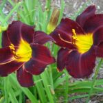 Hemerocallis Dominic