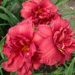 Hemerocallis Double Fire Cracker