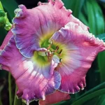 Hemerocallis Doyle Pierce