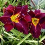 Hemerocallis  Ed Murray