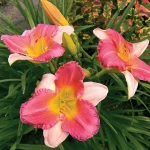 Hemerocallis Final Touch - imagine 2
