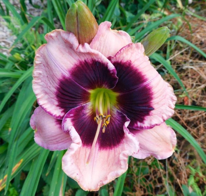 Hemerocallis Gillian - imagine 2