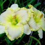 Hemerocallis J.T. Davis