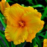 Hemerocallis Jerusalem