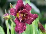 Hemerocallis Jockey Club - imagine 2