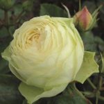 Trandafir Lemon Rokoko