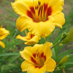 Hemerocallis Little Cadet