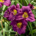 Hemerocallis Little Grapette