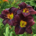 Hemerocallis Midnight Magic
