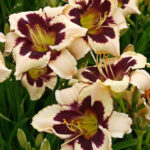 Hemerocallis Moonlit Masquerade