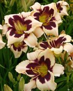 Hemerocallis Moonlit Masquerade