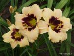 Hemerocallis Moonlit Masquerade - imagine 2
