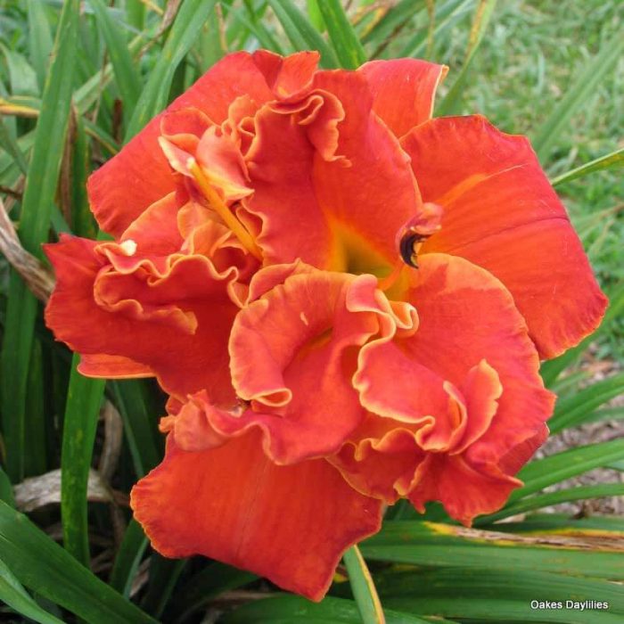 Hemerocallis Moses Fire - imagine 2