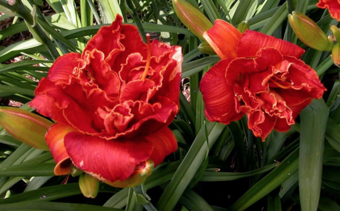 Hemerocallis Moses Fire - imagine 3