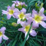 Hemerocallis Nile Crane