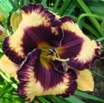 Hemerocallis Open my Eyes-parfumat - imagine 2