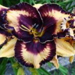 Hemerocallis Open my Eyes