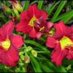 Hemerocallis Pardon Me