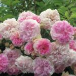 Trandafir Pink Ghislaine de Feligonde®