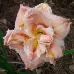 Hemerocallis  Pink for Two
