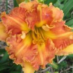 Hemerocallis  Rags to Riches